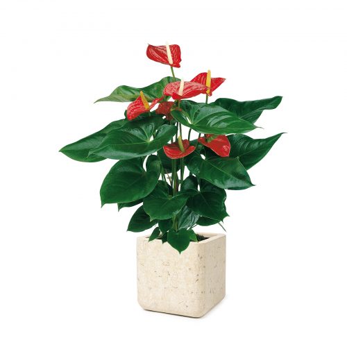 Anthurium Alabama Red