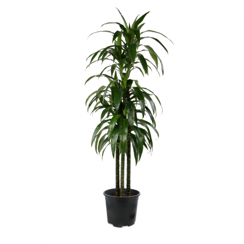 Hawaiian Dracaena Lisa Cane 10"