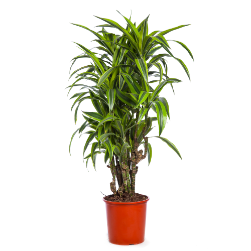 Dracaena Lemon Lime C/B Cane