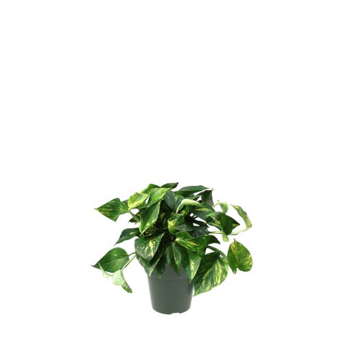 Golden Pothos